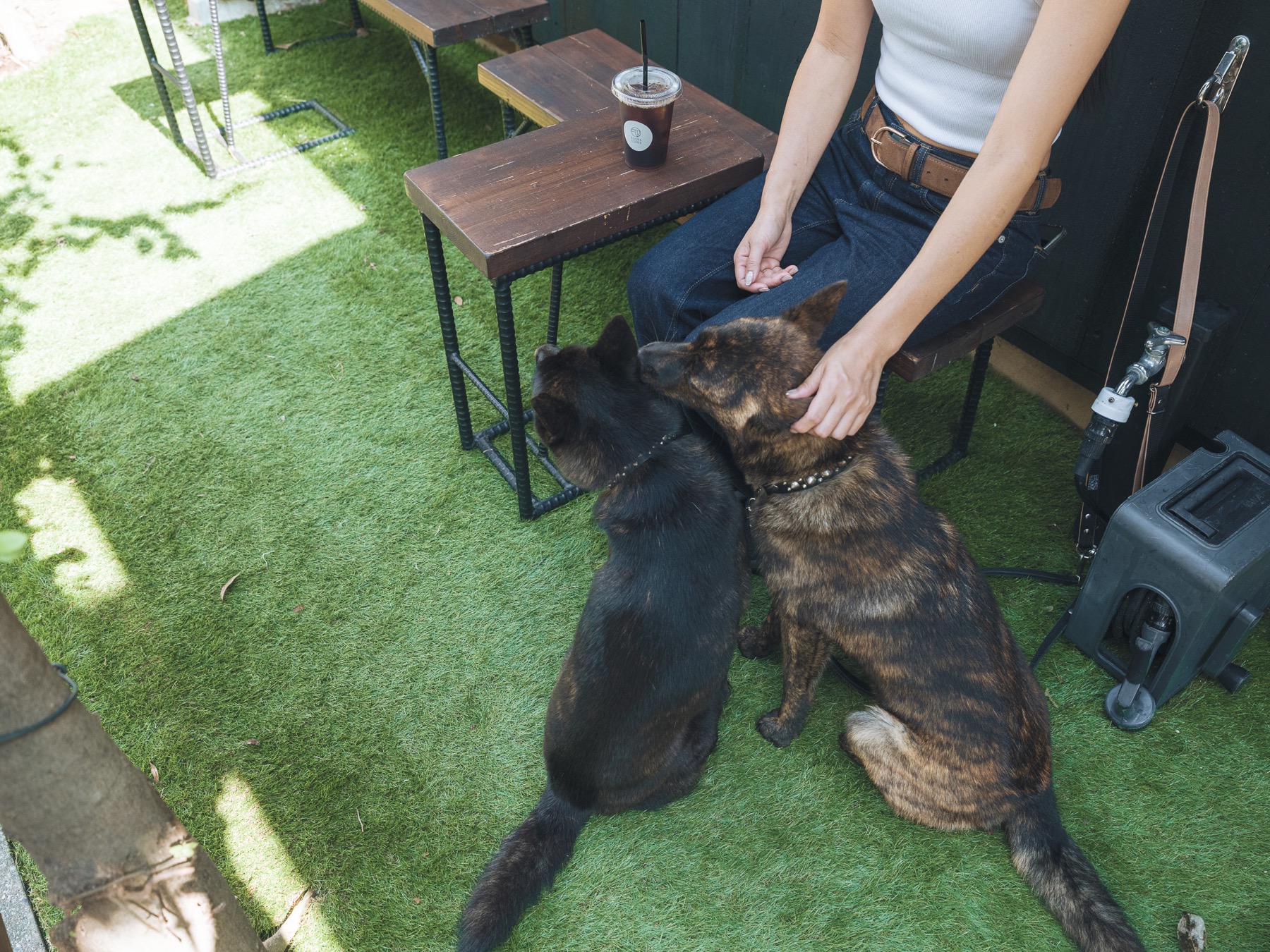 テラス席で過ごすお客様と犬